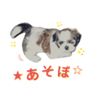 かわいこわんこ（個別スタンプ：20）