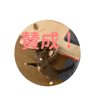 Cheddar（個別スタンプ：7）