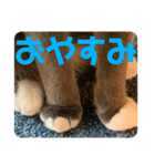 Cheddar（個別スタンプ：8）