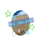 コーギーのくっきぃ＆ぎん太（個別スタンプ：13）