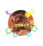 コーギーのくっきぃ＆ぎん太（個別スタンプ：15）