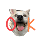 動物にありがとう2（個別スタンプ：6）