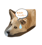 動物にありがとう2（個別スタンプ：7）