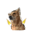 動物にありがとう2（個別スタンプ：8）