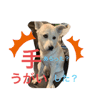 動物にありがとう2（個別スタンプ：9）