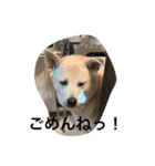 動物にありがとう2（個別スタンプ：11）