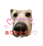 動物にありがとう2（個別スタンプ：13）