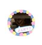 トラฅ( ˙꒳​˙ ฅ)ネコ（個別スタンプ：1）