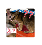 トラฅ( ˙꒳​˙ ฅ)ネコ（個別スタンプ：3）