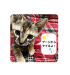 トラฅ( ˙꒳​˙ ฅ)ネコ（個別スタンプ：4）