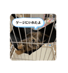トラฅ( ˙꒳​˙ ฅ)ネコ（個別スタンプ：5）