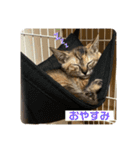 トラฅ( ˙꒳​˙ ฅ)ネコ（個別スタンプ：10）