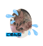 トラฅ( ˙꒳​˙ ฅ)ネコ（個別スタンプ：23）