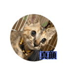 トラฅ( ˙꒳​˙ ฅ)ネコ（個別スタンプ：28）