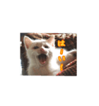 子猫のリアクション（個別スタンプ：1）