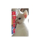 子猫のリアクション（個別スタンプ：2）