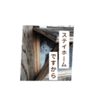 子猫のリアクション（個別スタンプ：3）