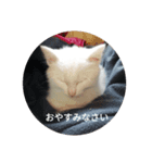 子猫のリアクション（個別スタンプ：4）