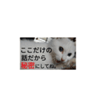 子猫のリアクション（個別スタンプ：6）