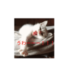 子猫のリアクション（個別スタンプ：7）
