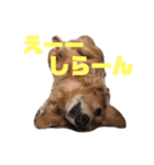 ちょこみる2（個別スタンプ：10）