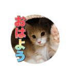 戦う猫ちゃんズ‼︎‼︎（個別スタンプ：1）