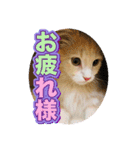 戦う猫ちゃんズ‼︎‼︎（個別スタンプ：2）
