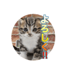 戦う猫ちゃんズ‼︎‼︎（個別スタンプ：4）