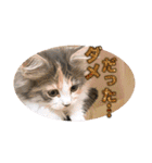 戦う猫ちゃんズ‼︎‼︎（個別スタンプ：5）