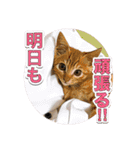 戦う猫ちゃんズ‼︎‼︎（個別スタンプ：6）