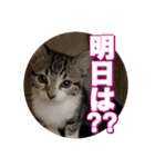 戦う猫ちゃんズ‼︎‼︎（個別スタンプ：7）