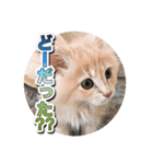 戦う猫ちゃんズ‼︎‼︎（個別スタンプ：8）