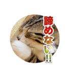 戦う猫ちゃんズ‼︎‼︎（個別スタンプ：9）
