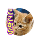 戦う猫ちゃんズ‼︎‼︎（個別スタンプ：10）