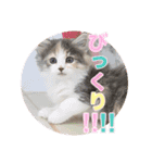 戦う猫ちゃんズ‼︎‼︎（個別スタンプ：12）