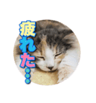 戦う猫ちゃんズ‼︎‼︎（個別スタンプ：13）
