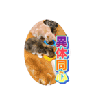 戦う猫ちゃんズ‼︎‼︎（個別スタンプ：14）