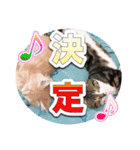 戦う猫ちゃんズ‼︎‼︎（個別スタンプ：15）