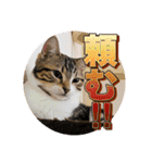 戦う猫ちゃんズ‼︎‼︎（個別スタンプ：16）