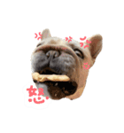 フレブルの大吉くん(パステルカラー)（個別スタンプ：1）