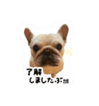 フレブルの大吉くん(パステルカラー)（個別スタンプ：5）
