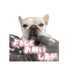 フレブルの大吉くん(パステルカラー)（個別スタンプ：11）