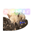 フレブルの大吉くん(パステルカラー)（個別スタンプ：16）