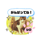 ビンテージ風 猫のモモちゃん・シロくん（個別スタンプ：40）