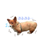コーギーのくっきぃとぎん太2（個別スタンプ：1）