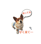 コーギーのくっきぃとぎん太2（個別スタンプ：6）