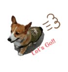 コーギーのくっきぃとぎん太2（個別スタンプ：16）