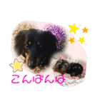 Dior＆Daiya（個別スタンプ：4）