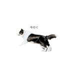 愛犬ラン（個別スタンプ：1）