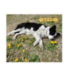 愛犬ラン（個別スタンプ：3）